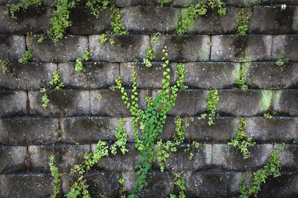 长在石墙上的常春藤图片下载