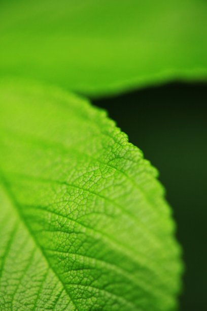 健康的植物图片下载