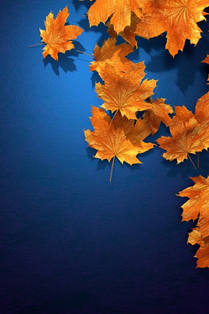一组色彩斑斓的蓝色背景秋叶图片下载
