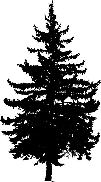 松树的剪影。图片下载