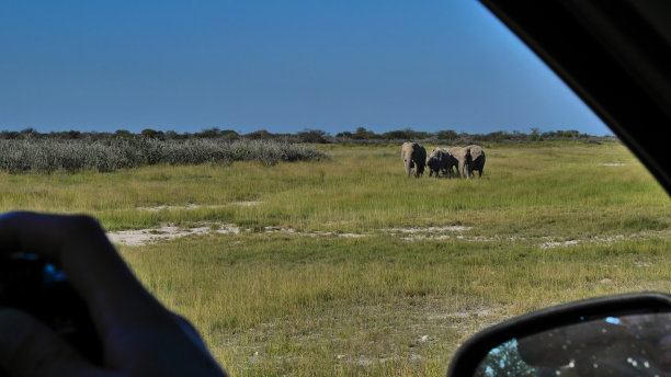 野生动物园游客从野生动物园的汽车里拍摄照片:一小群非洲象(loxodonta)走过Etosha国家公园的草地，纳米比亚，非洲。关注群体。图片下载