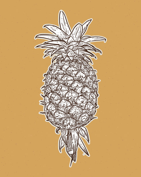 菠萝手绘速写图片下载