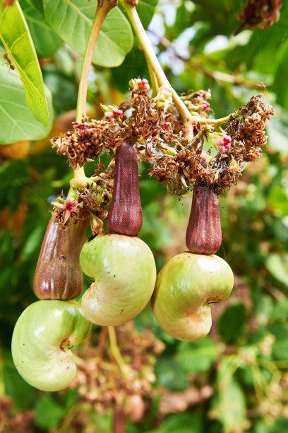 腰果挂在枝头，亚洲图片下载