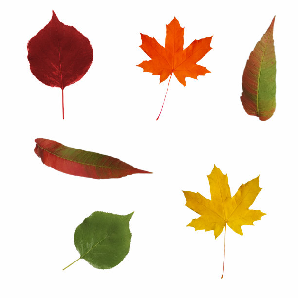 秋叶孤立地落在白色的背景上图片下载
