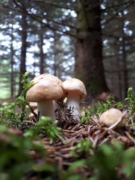 野蘑菇图片下载