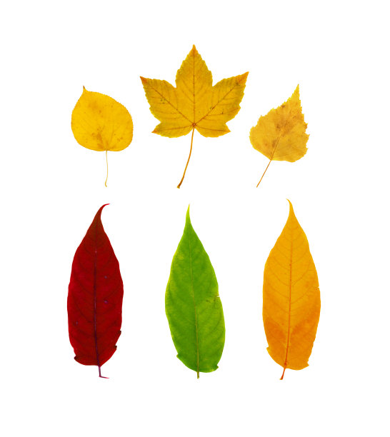 一组干燥的叶子孤立在白色的背景图片下载