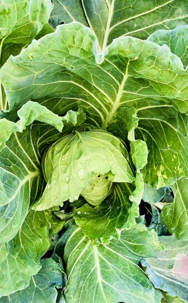 蔬菜。卷心菜的细节。从上面的观点图片下载
