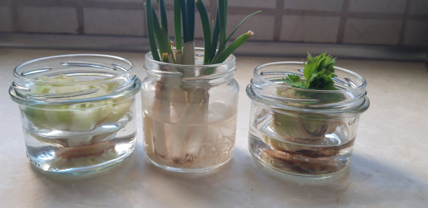 绿色蔬菜在厨房的顶部繁殖图片下载