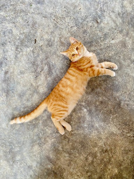 姜猫躺在俯视图图片下载