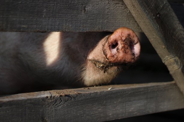 在木栅栏后面的粉红色猪的脏鼻子的照片图片下载