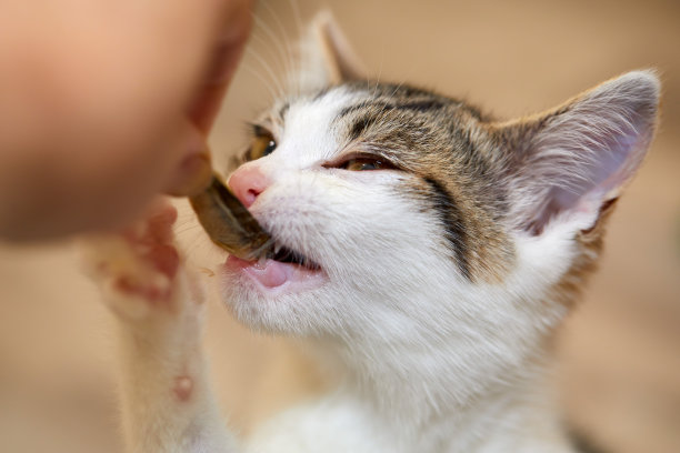 年轻的虎斑猫和白色小猫打开她的嘴，正在吃一个健康的干米诺鱼从一个人的手图片下载