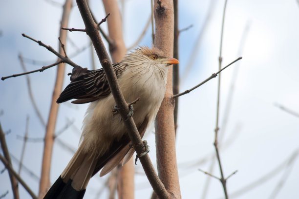 皮林乔在树上图片下载
