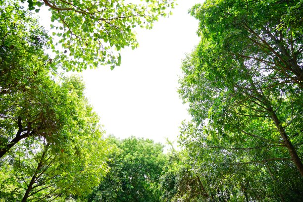 春天的叶子在白色的天空背景图片下载