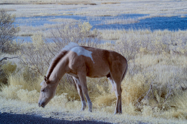 堤道上的阿萨提格种马素材图片
