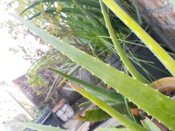 专注于芦荟图片下载