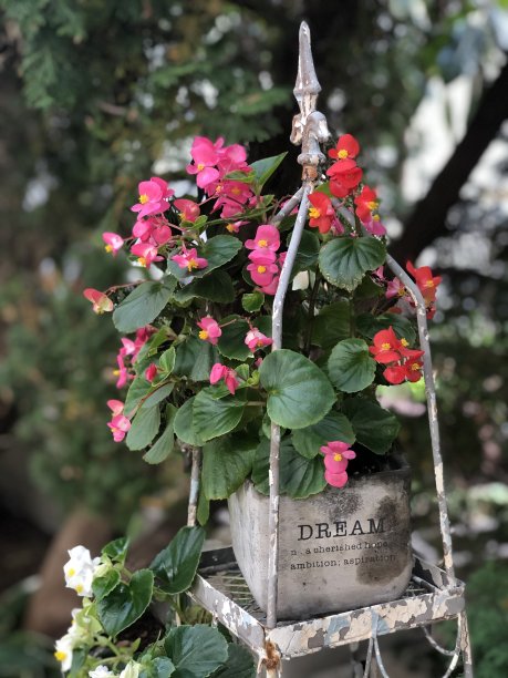 花的梦想图片下载