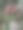 花的梦想图片下载