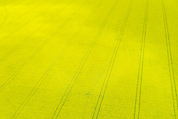 非转基因油菜田鸟瞰图图片下载