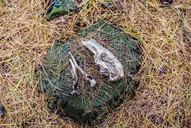 森林里有动物骨头、袋鼠、头骨和带牙齿的颌骨图片下载