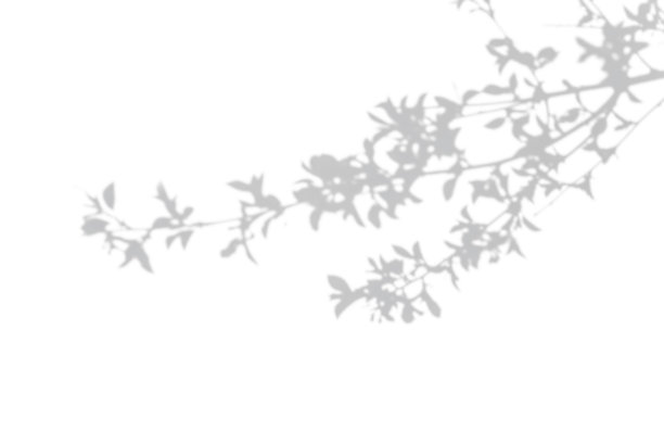 照片叠加效果。白色墙壁上灌木的灰色阴影图片下载