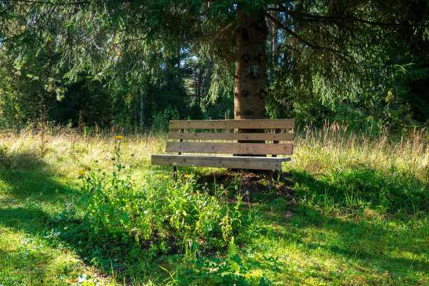 森林中的一棵树下有一张木凳。夏天的一天。云杉的树枝垂下来。有一个长满黄花的杂草丛生的花坛。图片下载