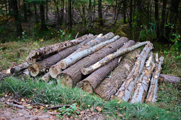 森林中被砍伐的树木的照片。这些原木堆在露天里图片下载