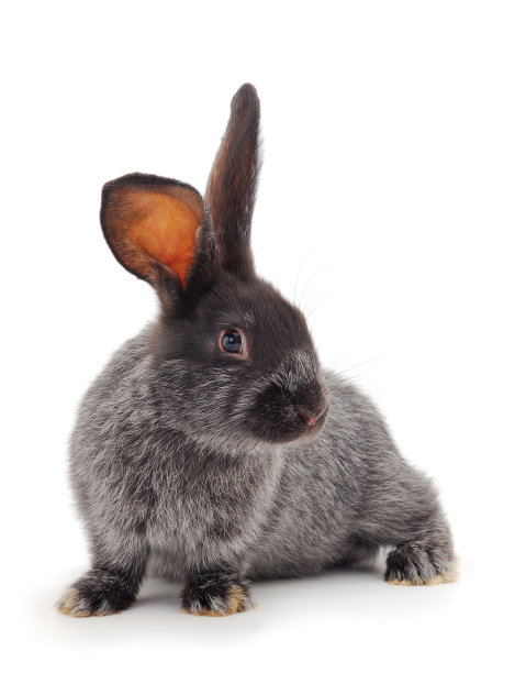 可爱的兔子图片素材ID：383939256