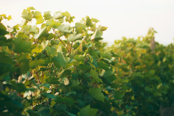 近距离的照片美丽的葡萄酒院子在秋天的时间。农业的概念图片下载