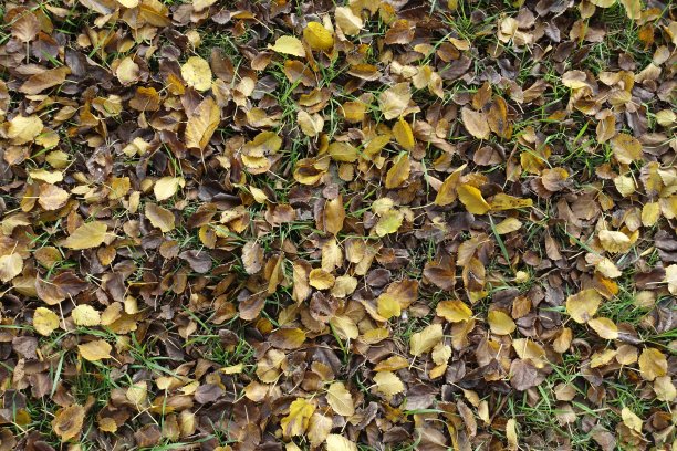 背景-桑树十月落叶呈棕色和黄色图片下载