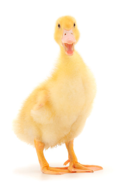 小可爱的小鸭子。图片下载