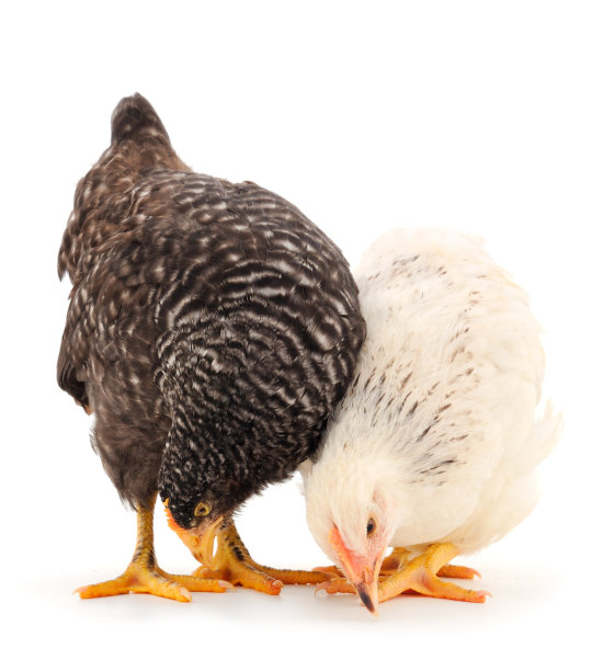 两只雏鸡被隔离了。图片下载