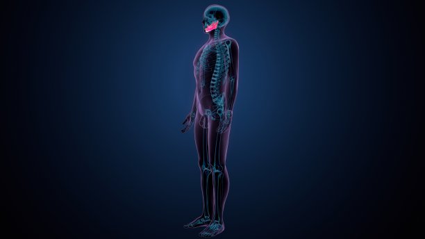 人体骨骼颅骨下颌骨解剖的3d插图图片下载