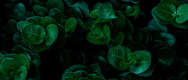 绿叶图案背景，自然背景和壁纸图片下载