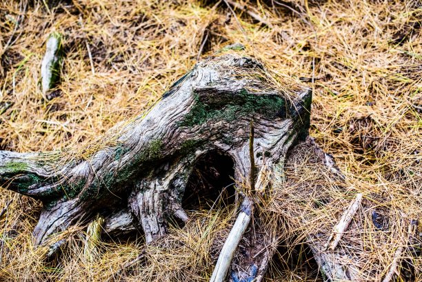 森林中形状古怪的树干。图片下载
