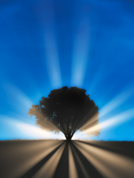 一道道光线照在孤树的剪影后面图片下载