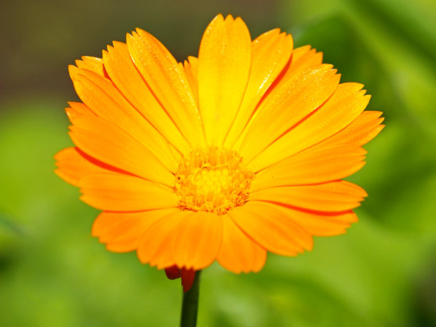 万寿菊，金盏花，普通万寿菊或苏格兰万寿菊的黄色花。金盏花officinalis素材图片