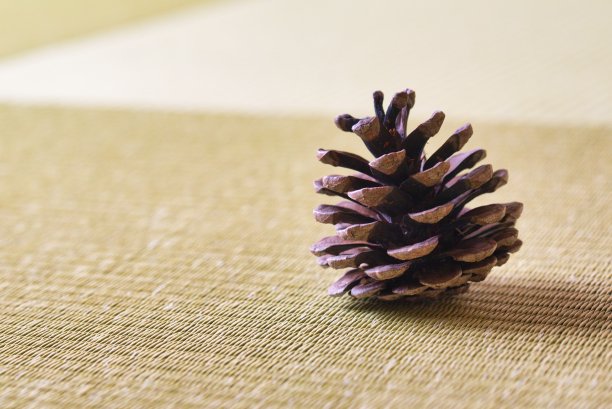 榻榻米垫上的松果图片下载