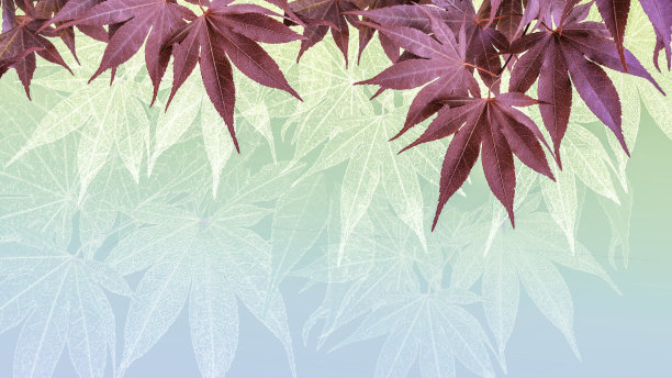 日本枫叶边界背景与复制空间图片下载