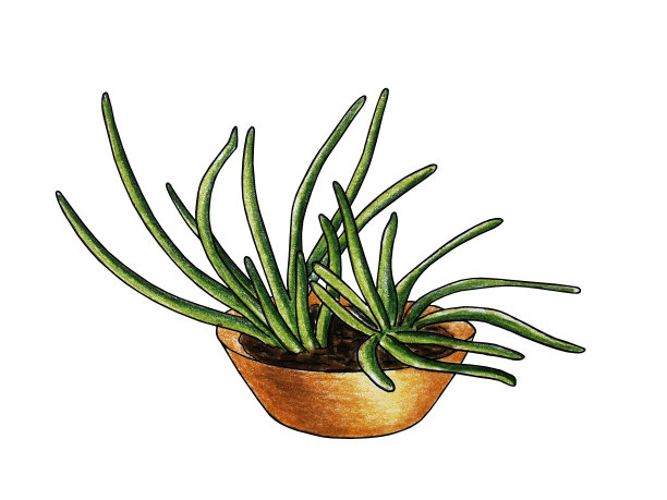 室内装饰植物白柱藤图片下载