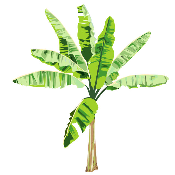 小香蕉树的颜色图片下载