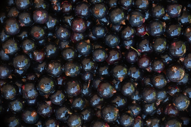 美味的新鲜浆果装在盘子里图片下载