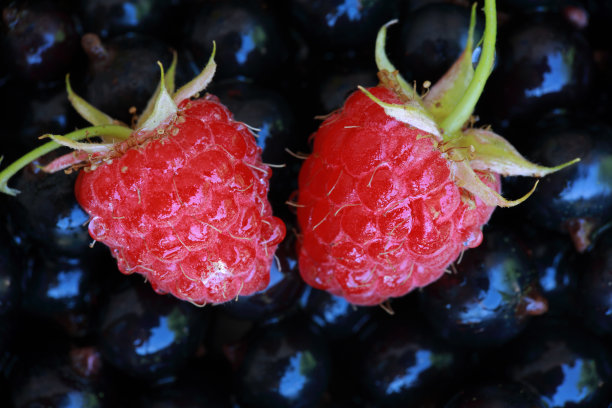 美味的新鲜浆果装在盘子里图片下载