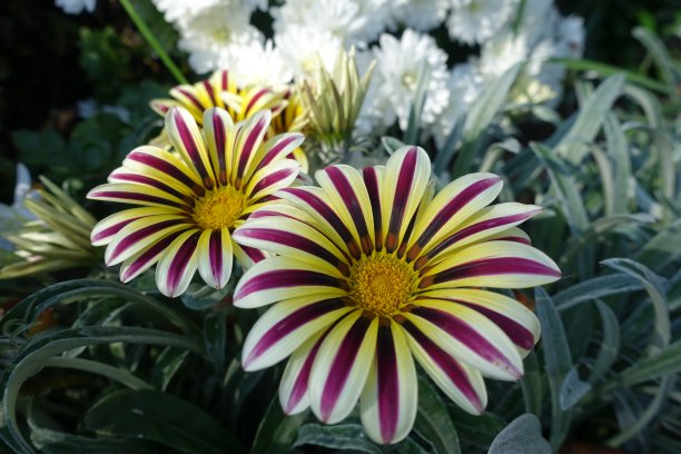 10月中旬，Gazania rigens“Big Kiss White Flame”的彩色花朵图片下载