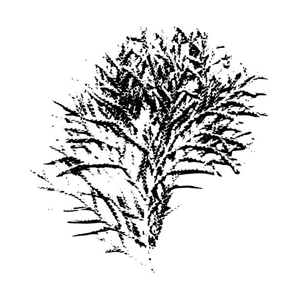 图佳树枝的印记。一个针叶树分支的植物学图解。冬季树枝的孤立剪影。圣诞树。适合设计、装饰、图案、贺卡、印刷、新年、圣诞节。矢量插图。图片下载