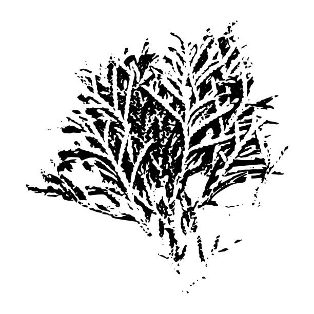 侧柏树枝的印记。针叶枝的植物学插图。孤零零的冬季树枝剪影。圣诞树。适合设计，装饰，图案，贺卡，印刷，新年，圣诞节。矢量插图。图片下载