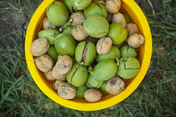 黄色桶里的新鲜核桃图片下载