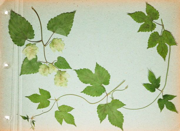 旧相册里的一页。剪贴簿元素装饰的叶子，花和花瓣花。贺卡，请柬和祝贺。用于剪贴簿，问候。图片下载