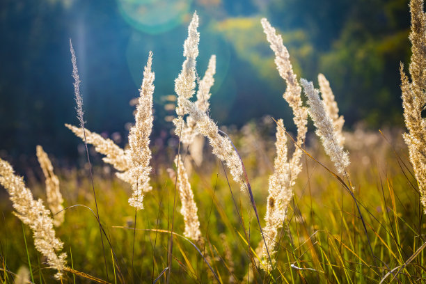 自然模糊的多色花卉抽象背景进行设计和装饰。极简主义。有选择性的重点。阳光。素材图片
