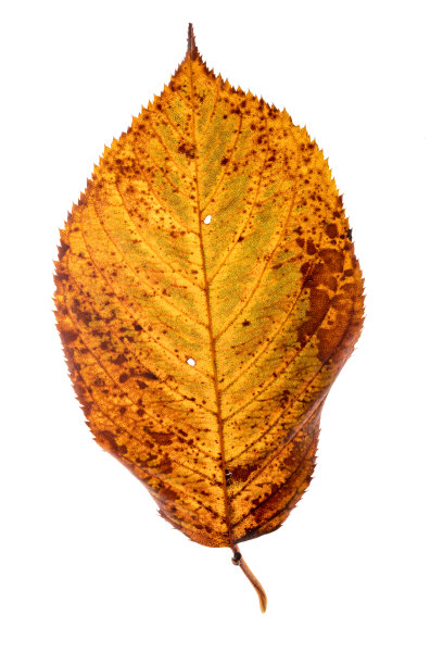 樱桃树的叶子在白色孤立的背景。图片下载