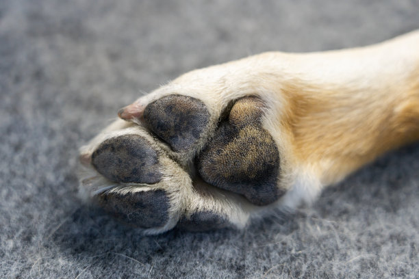 拉布拉多寻回犬的爪子特写图片下载